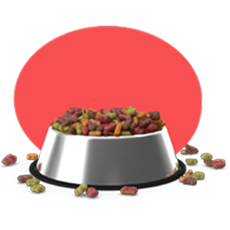 מזון יבש - Dry Food חתולים